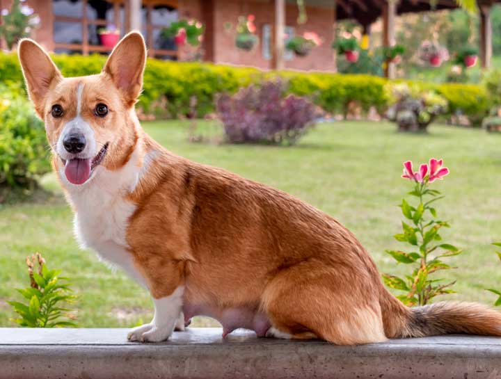 Best time to mate a store female dog