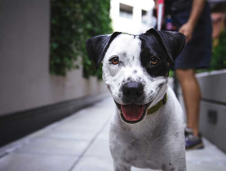 A store male dog