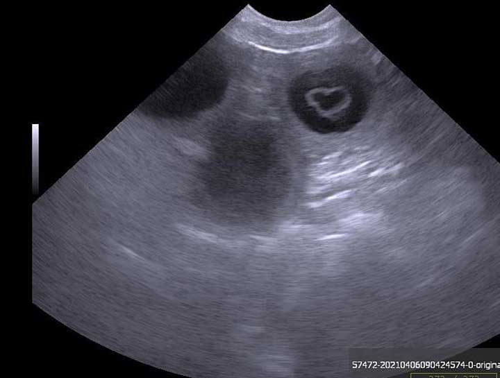 Pregnant dog sonogram